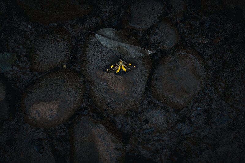Yellow-winged Moth