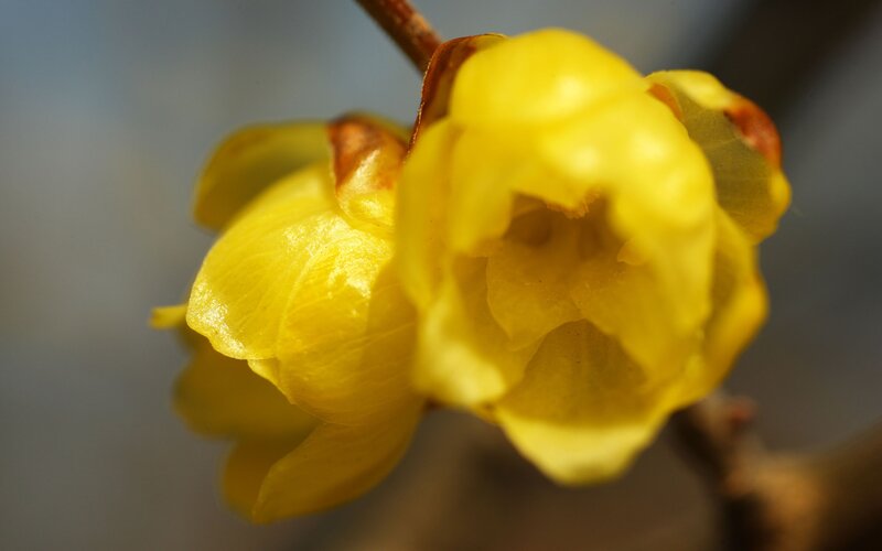 Yellow winter flower close-up