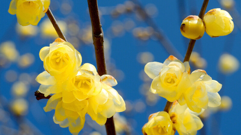 Yellow Winter Jasmine Flowers — Serene, Spring