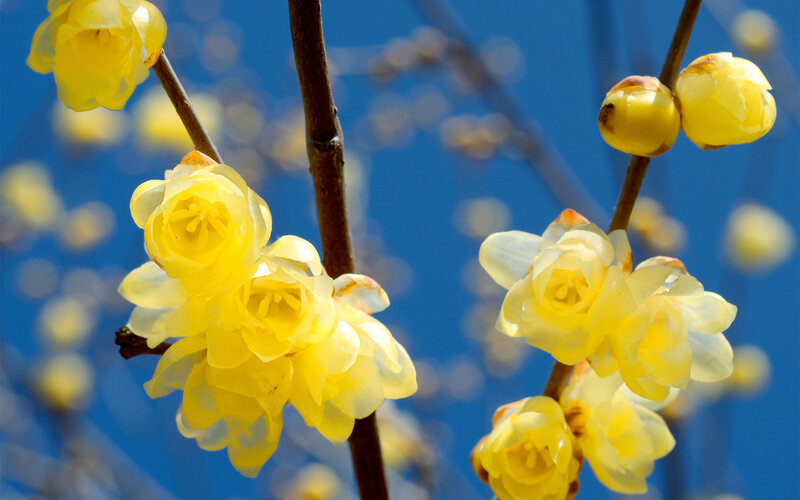 Yellow Winter Jasmine Flowers — Serene