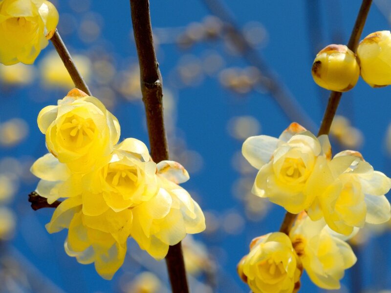 Yellow Winter Jasmine Flowers
