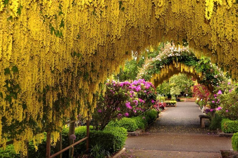 Yellow Wisteria Archway
