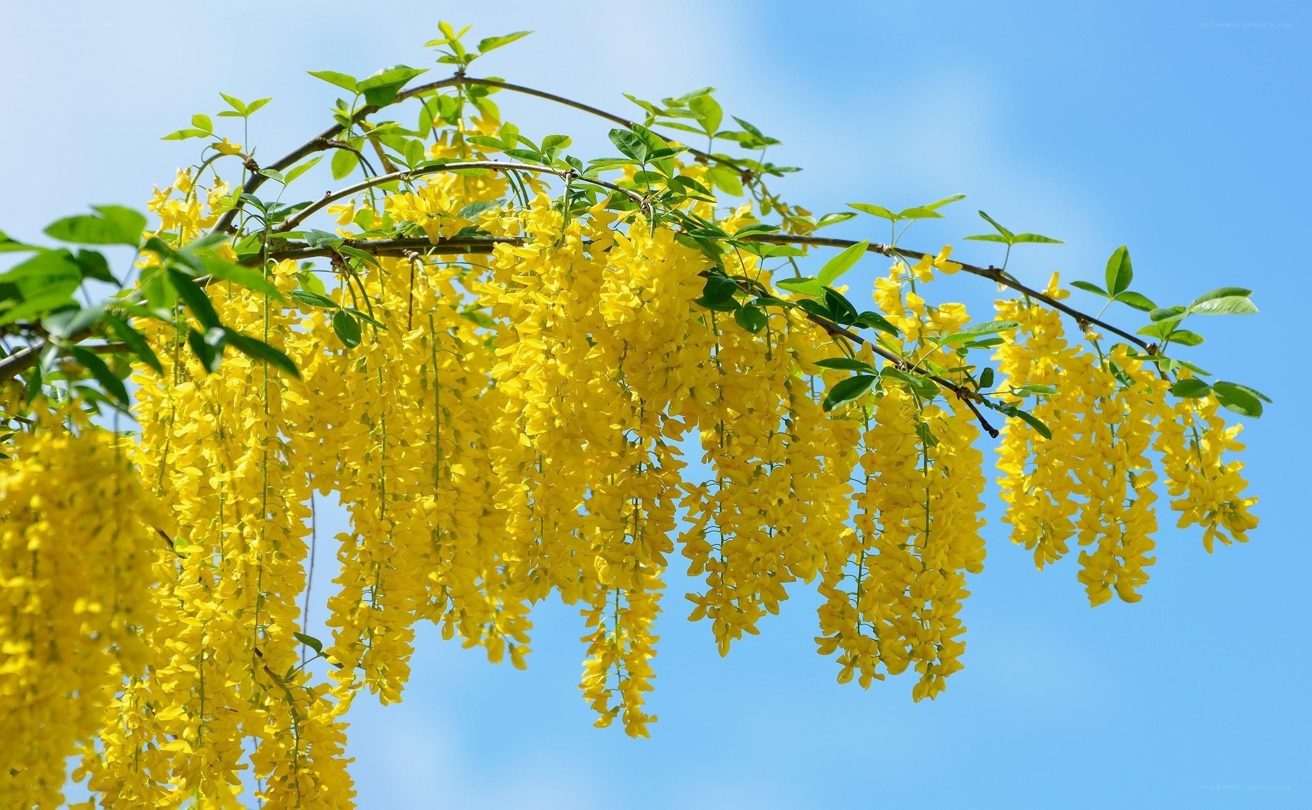 Yellow wisteria blossoms