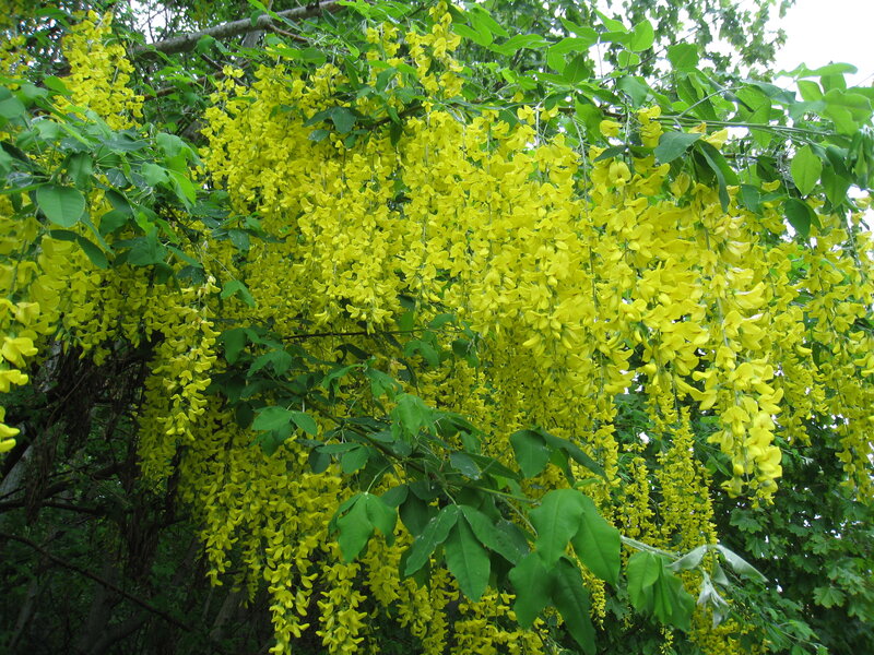 Yellow Wisteria Blossoms — Natural
