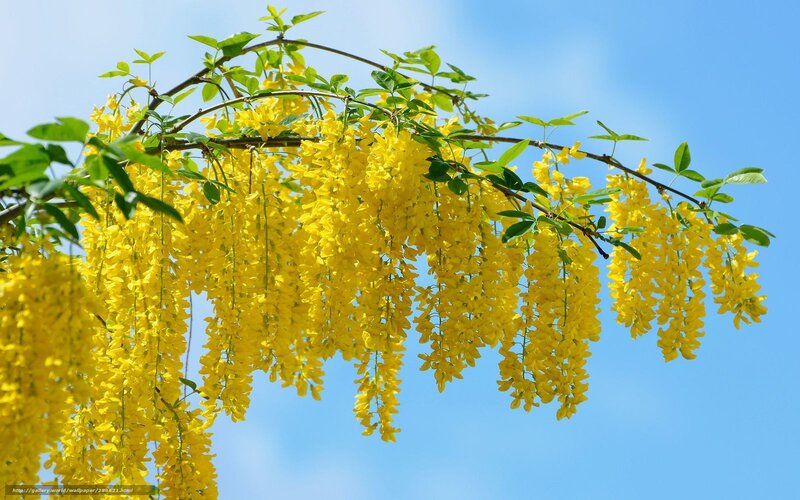 Yellow Wisteria Blossoms — Serene, Spring, Photograph, Branch, Leaves