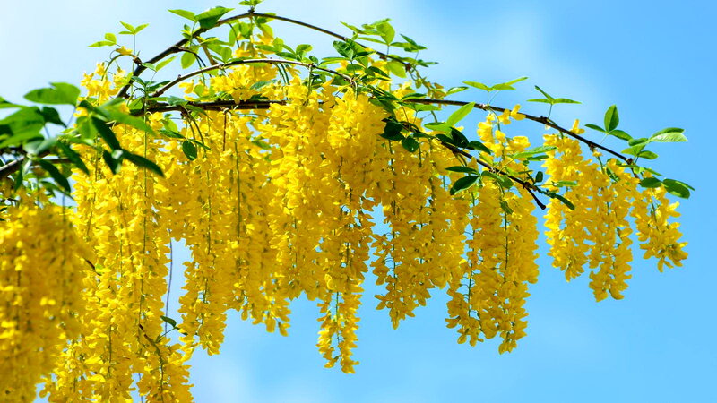 Yellow Wisteria Blossoms — Serene, Spring, Photograph