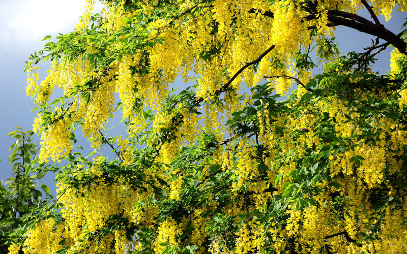 Yellow Wisteria Blossoms — Serene, Spring