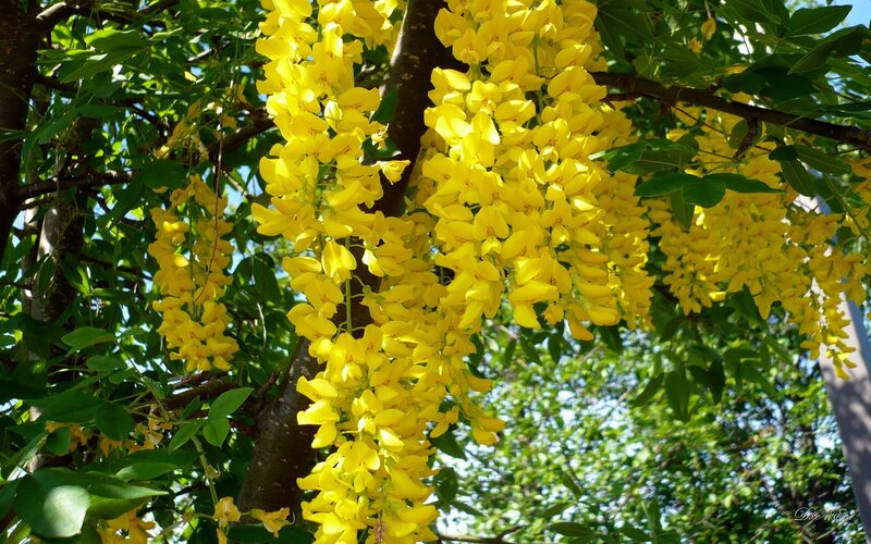 Yellow Wisteria Blossoms — Serene