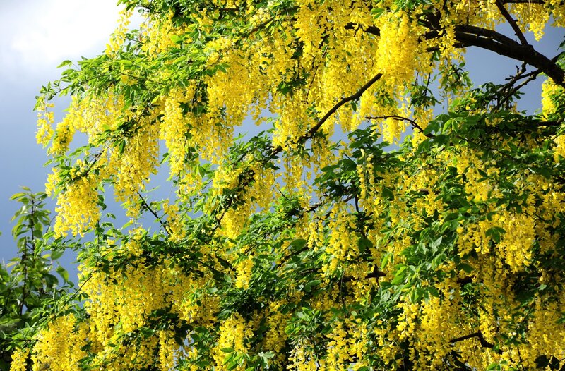 Yellow wisteria blossoms