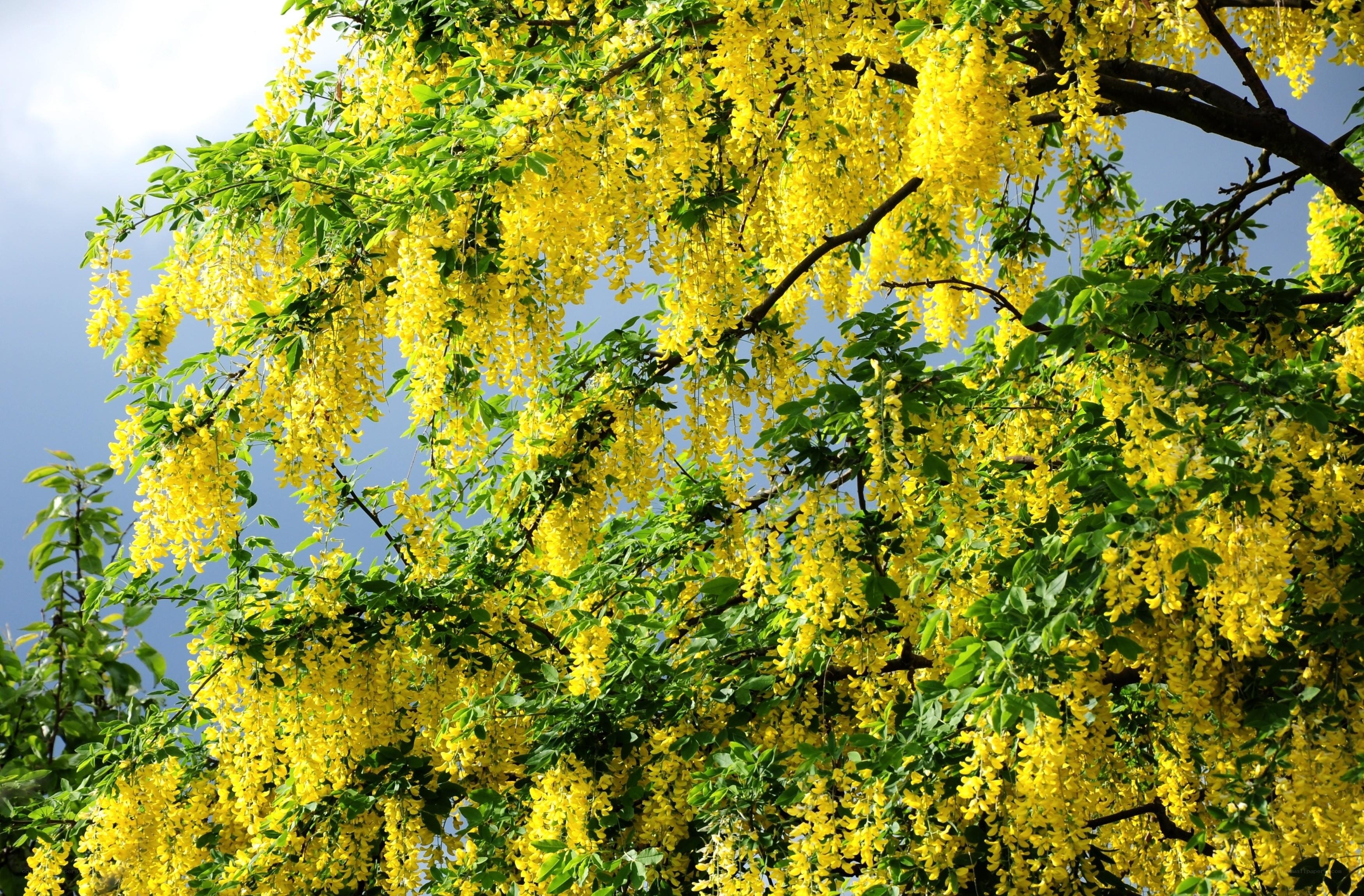 Yellow wisteria blossoms