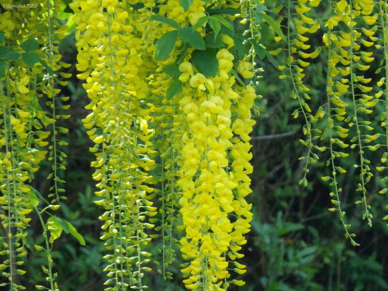 Yellow Wisteria Flowers — Natural