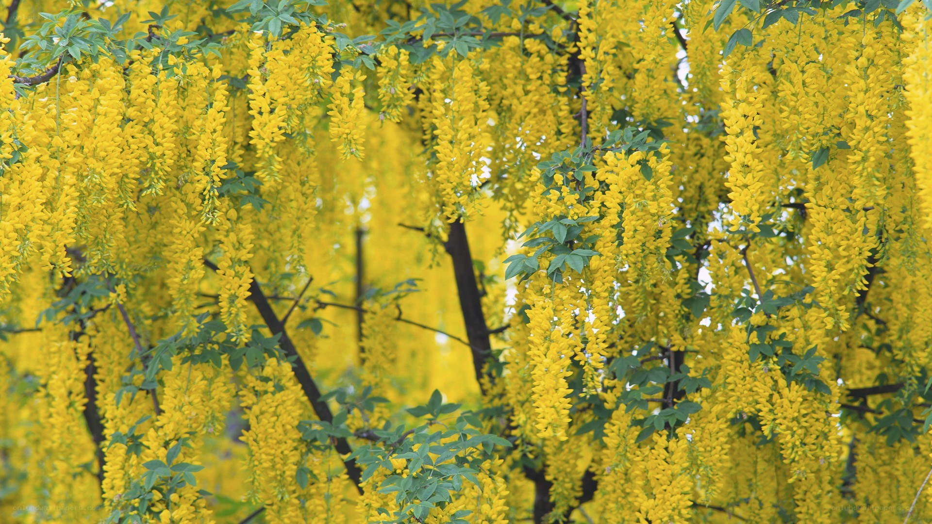 Yellow wisteria in bloom