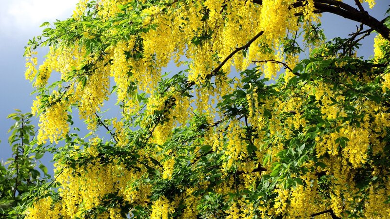 Yellow wisteria in bloom