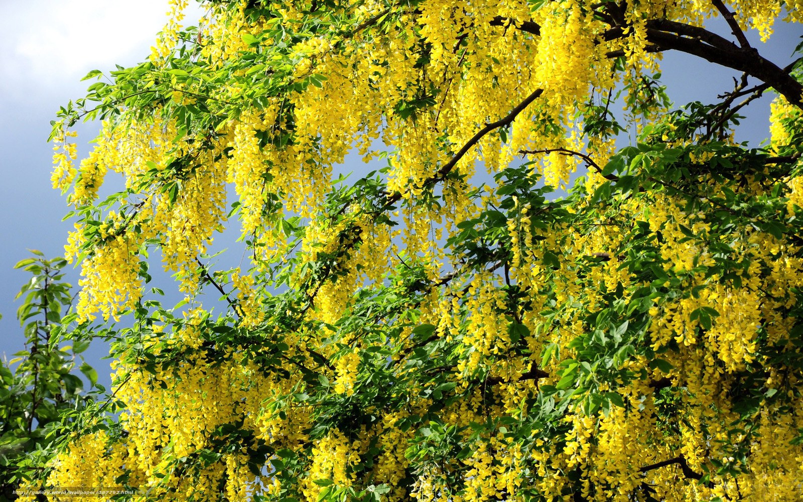 Yellow wisteria in bloom