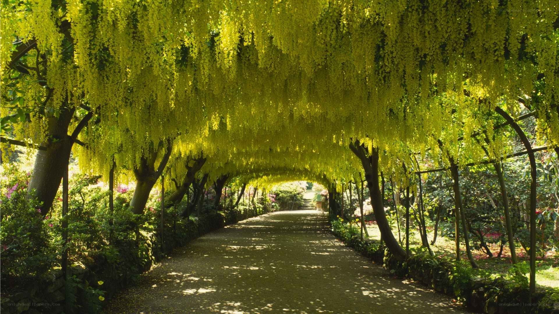Yellow wisteria tunnel path