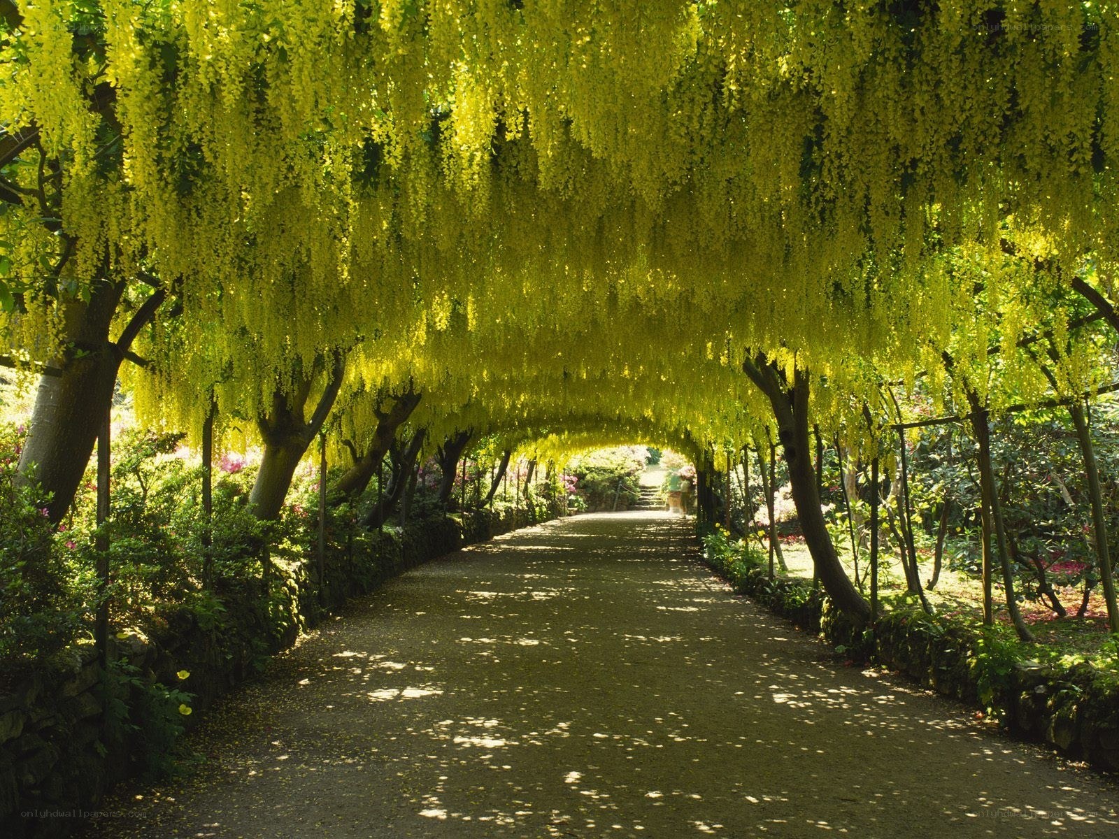 Yellow wisteria tunnel path