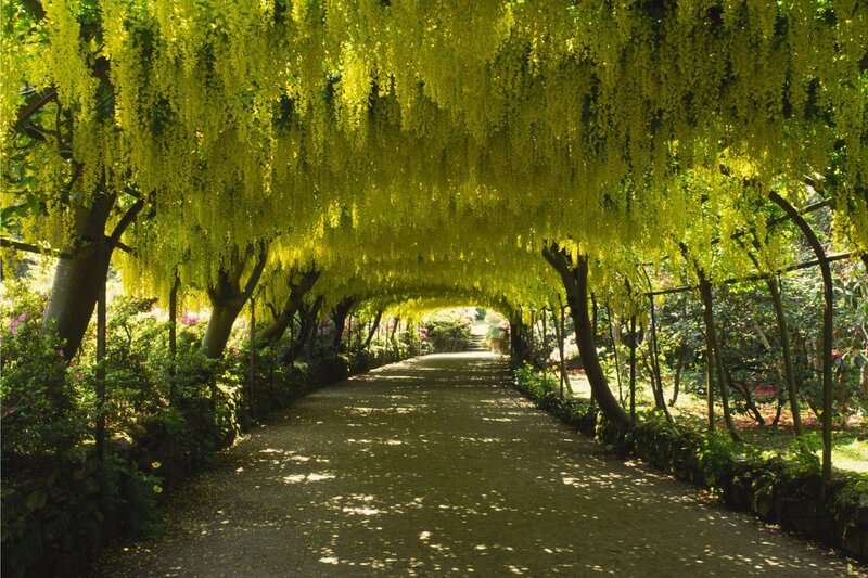 Yellow Wisteria Tunnel