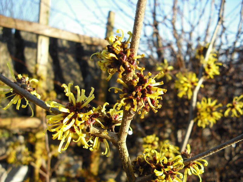 yellow witch hazel blossoms