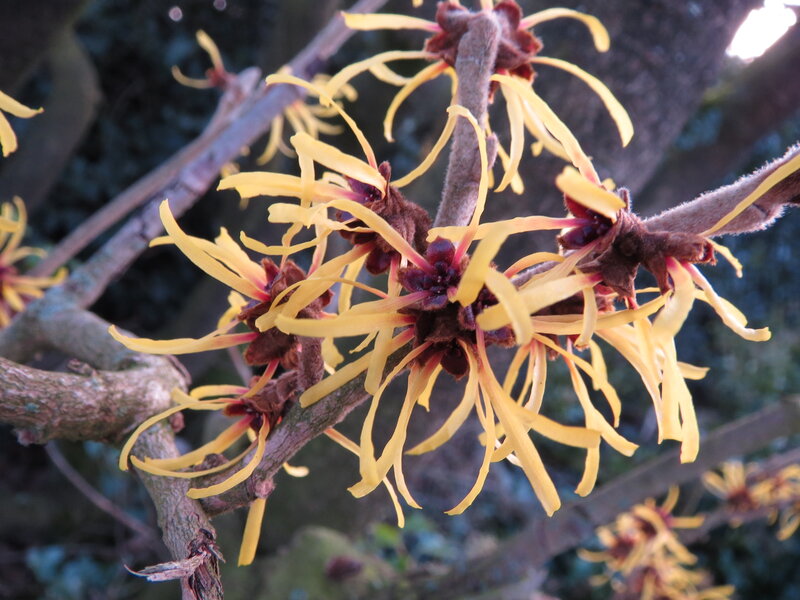 Yellow Witch Hazel Flowers