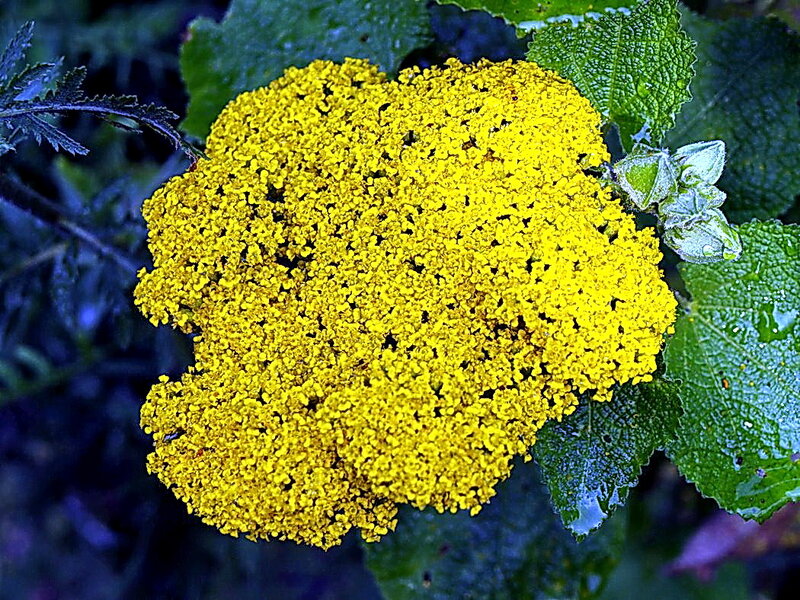 Yellow Yarrow Flower