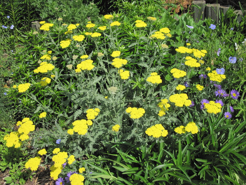 Yellow Yarrow Flowers — Natural