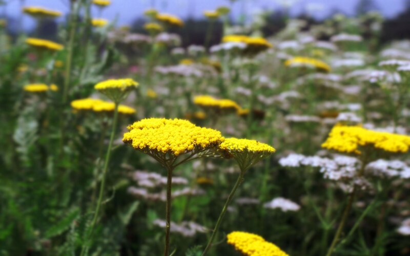 Yellow Yarrow Flowers — Serene