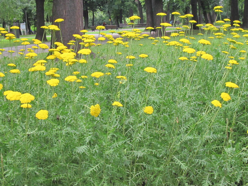 Yellow Yarrow Flowers