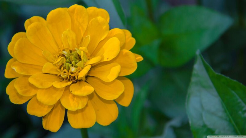 Yellow Zinnia Flower — Calm, Photograph