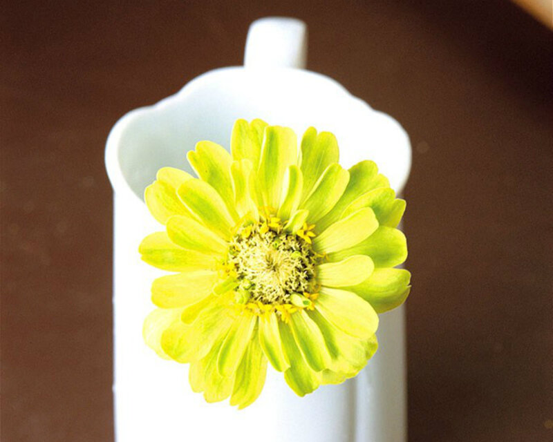Yellow Zinnia Flower — Calm, Photograph, White Vase