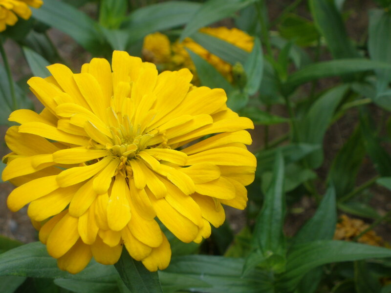 Yellow Zinnia Flower — Calm