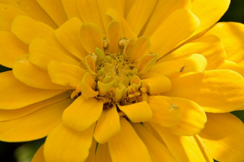 Yellow Zinnia Flower — Natural, Afternoon