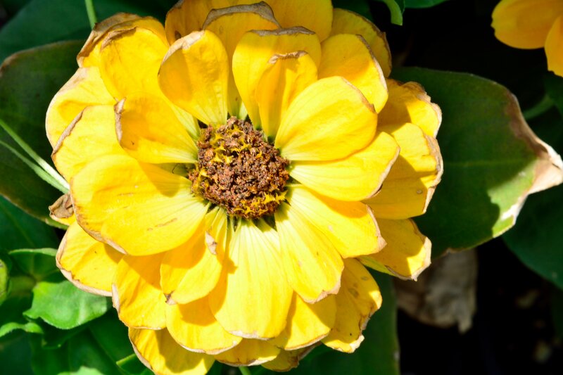 Yellow Zinnia Flower — Natural
