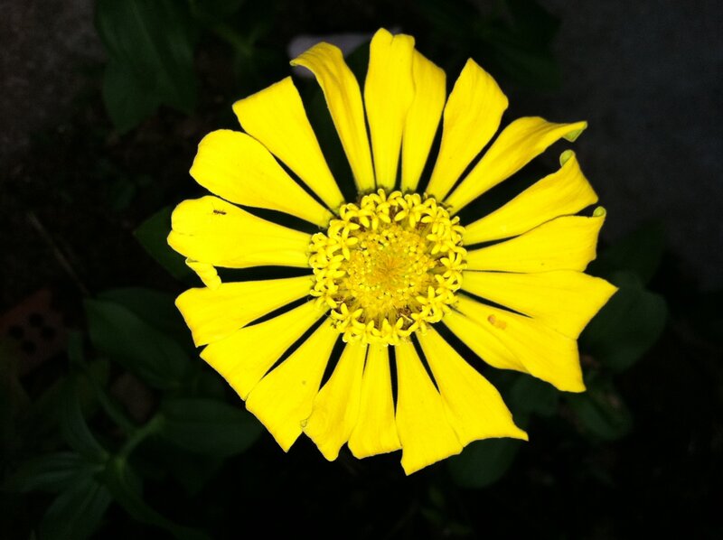 Yellow Zinnia Flower
