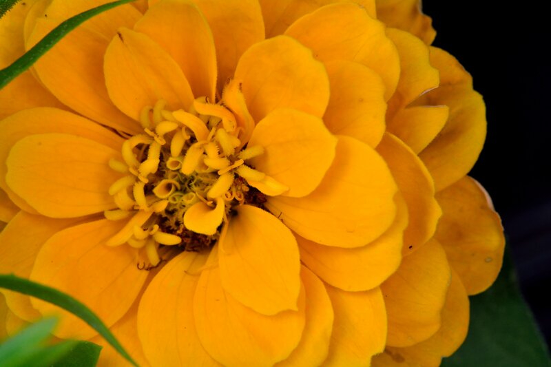 Yellow Zinnia Flower — Vibrant, Photograph