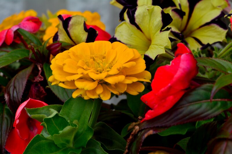 Yellow Zinnia Flower — Vibrant