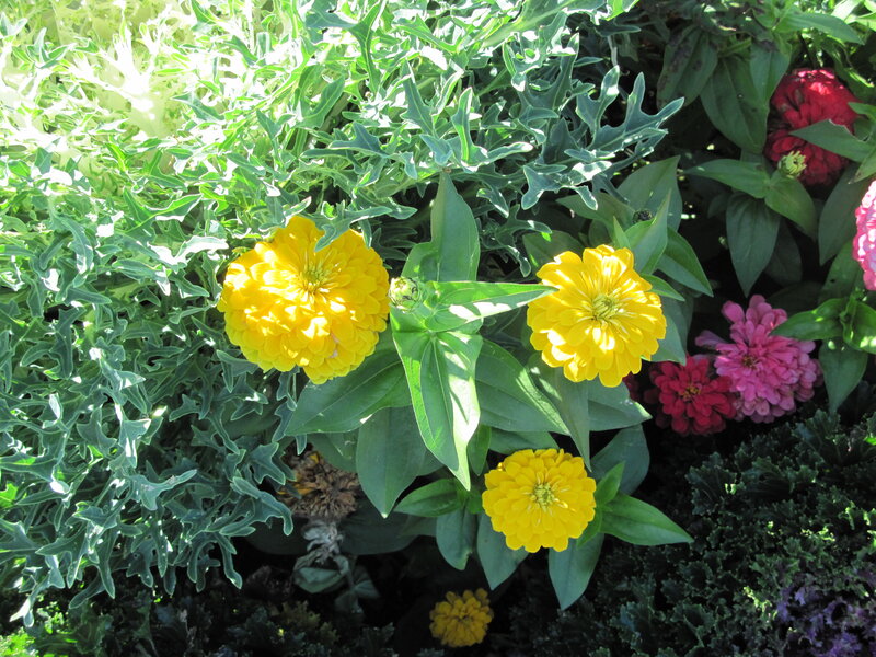 Yellow Zinnia Flowers — Bright