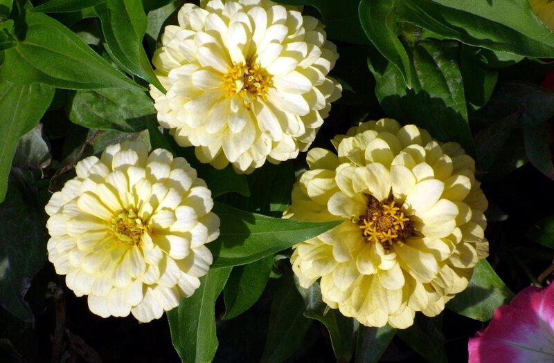 Yellow zinnia flowers in bloom