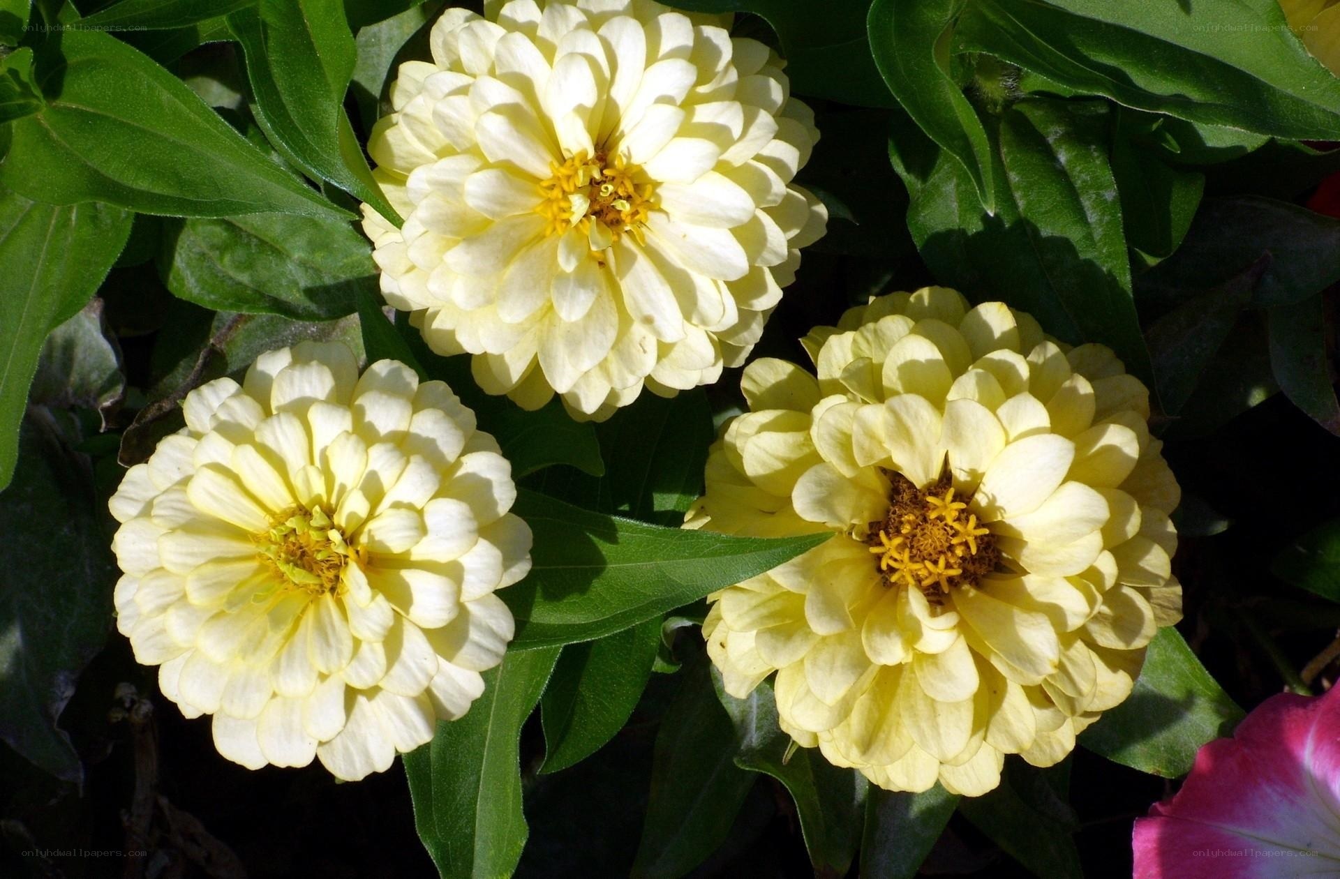 Yellow zinnia flowers in bloom