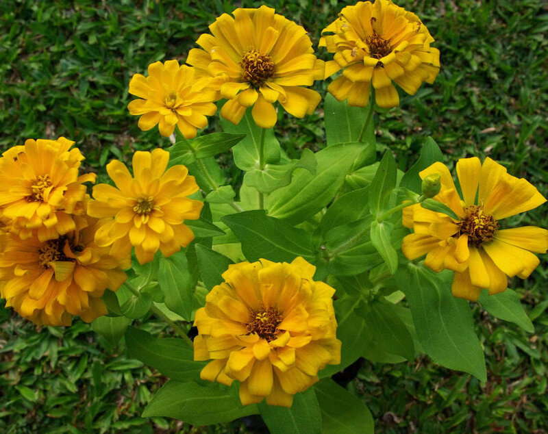 yellow zinnia flowers in garden