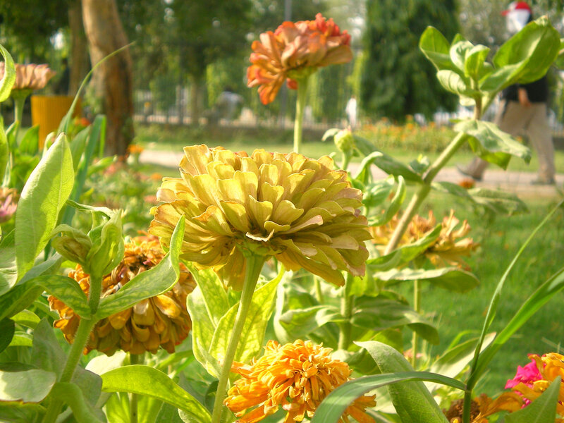 Yellow Zinnia Flowers — Serene