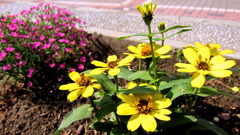 Yellow Zinnia Flowers