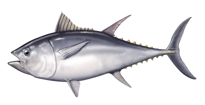 Yellowfin Tuna Fish