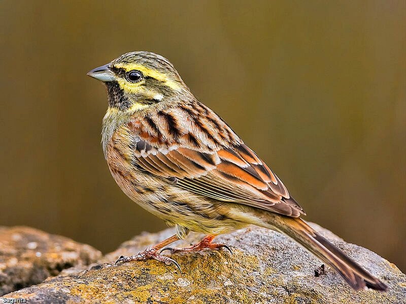 Yellowhammer bird on a rock