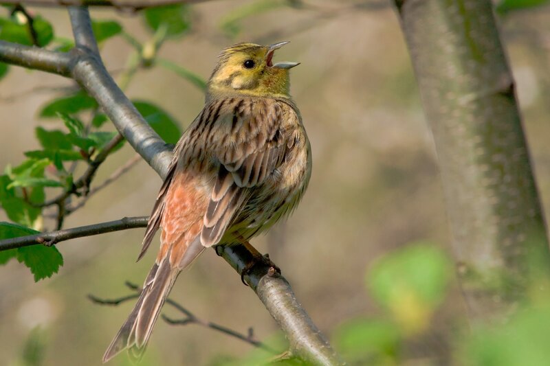 Yellowhammer bird singing