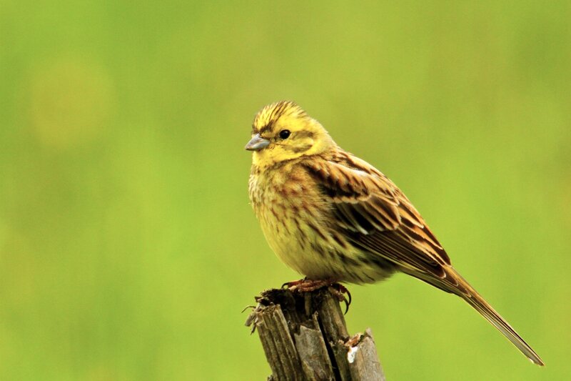 Yellowhammer Bird