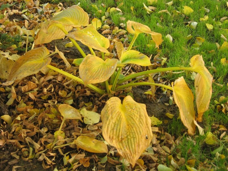 Yellowing Hosta Leaves