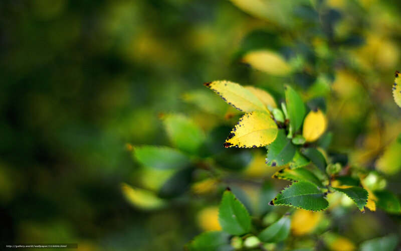Yellowing Leaves on Branch