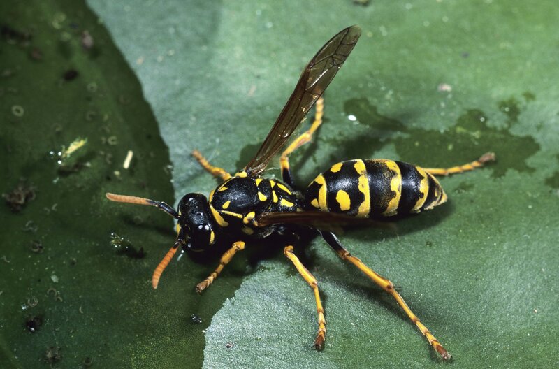 yellowjacket on green leaf