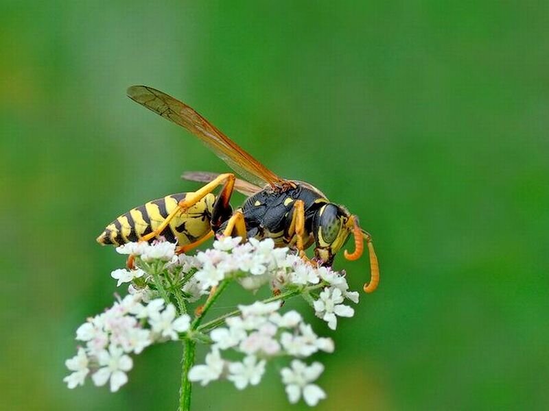 Yellowjacket on White Flowers