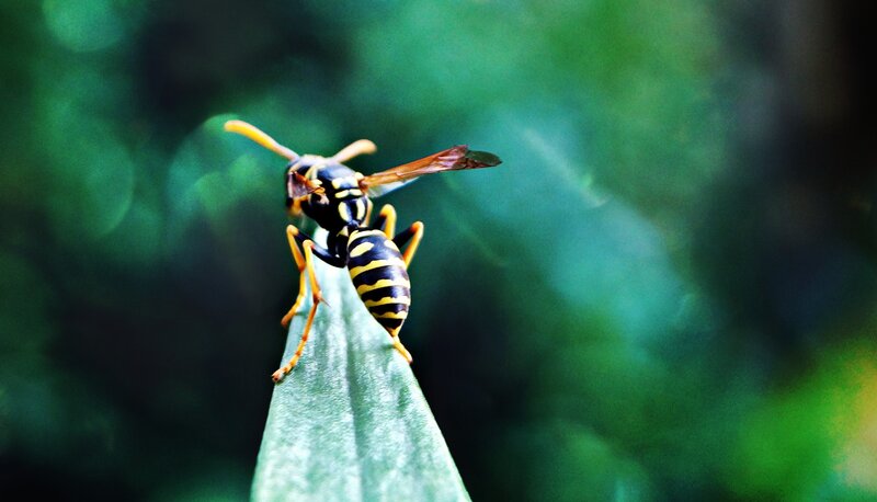 Yellowjacket Wasp on Leaf
